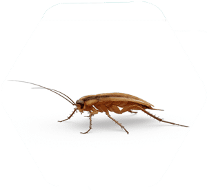 Barata de Cozinha (germânica) — 12 a 15 mm