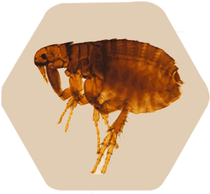 Pulga de cães