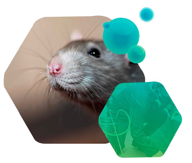 Controle e dedetização de ratos e camundongos pela Excelência Saneamento