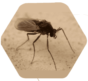 Mosca da areia