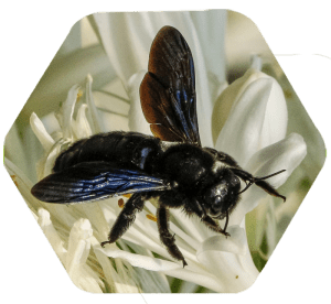 Abelha carpinteira