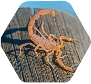 Escorpião do Arizona