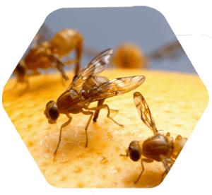 Mosca da fruta