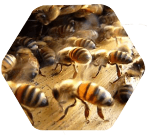 Mosca de enxame