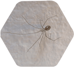 Aranha doméstica