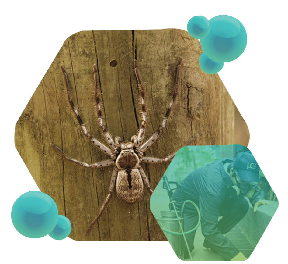 Controle e dedetização de aranhas pela Excelência Saneamento
