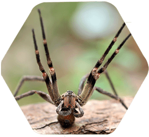 Aranha armadeira