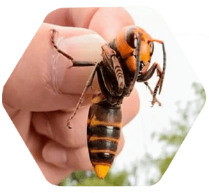 Jaqueta amarela aérea (Dolichovespula)