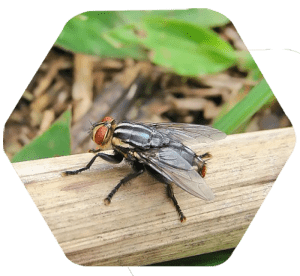 Mosca do estábulo