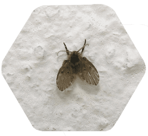 Mosca dos filtros