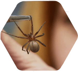 Aranha marrom