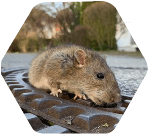 Ratazana