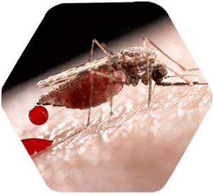 Mosquito anófeles