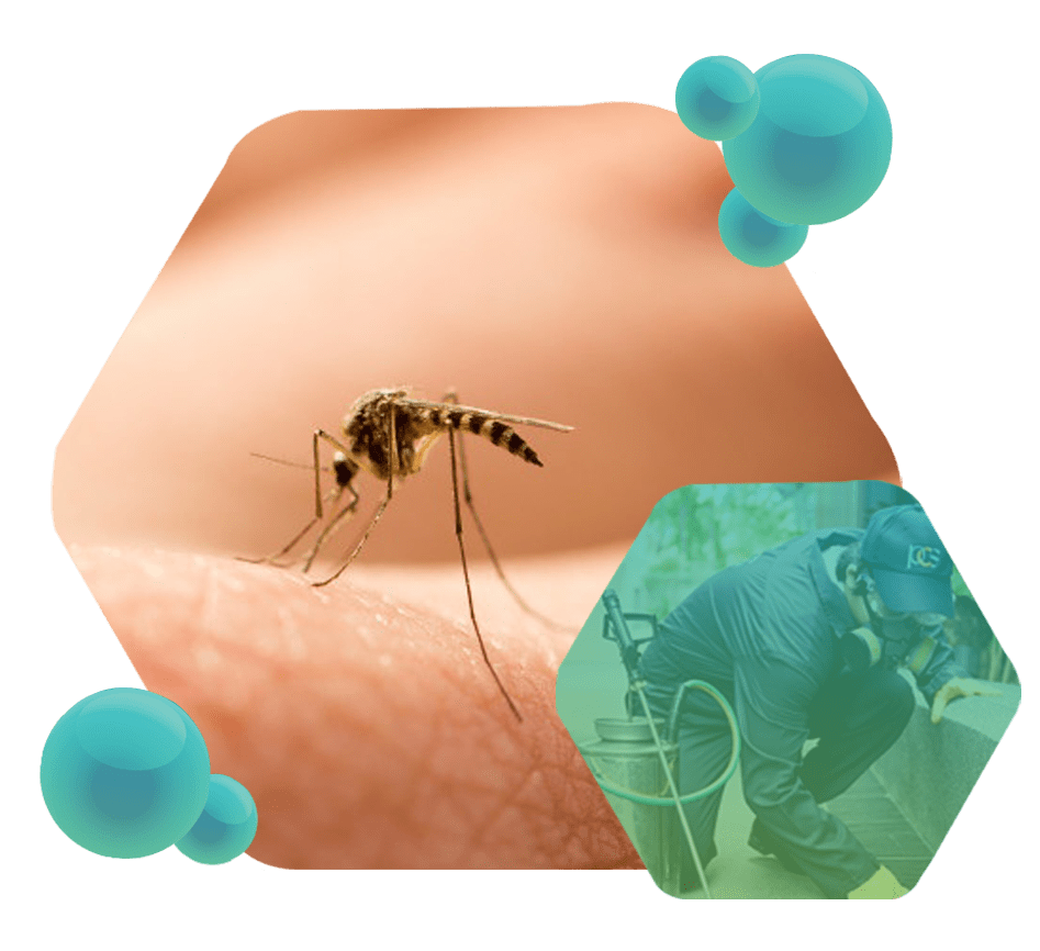 Controle e dedetização de mosquitos e pernilongos pela Excelência Saneamento