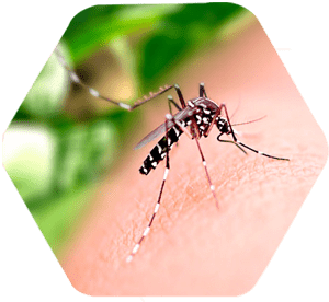 Aedes aegypti