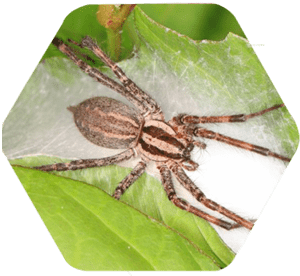 Aranha de jardim