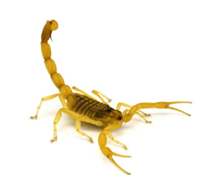 Escorpião amarelo
