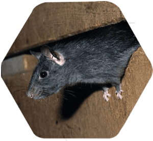 Rato de telhado