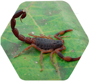 Escorpião marrom
