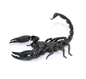Escorpião de cauda negra