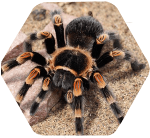 Tarântulas