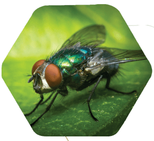 Mosca varejeira azul